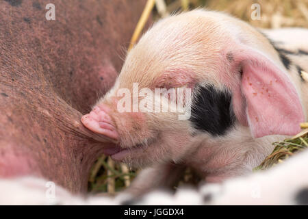 Oxford Sandy et Noir piglet suckling mamelon. Quatre jours les porcs domestiques en plein air, avec des taches noires sur la peau rose Banque D'Images