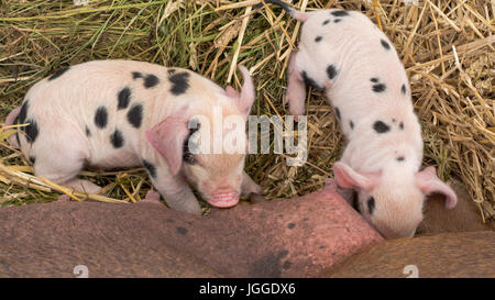 Oxford Sandy et porcelets de lait noir ci-dessus. Quatre jours les porcs domestiques en plein air, avec des taches noires sur la peau rose Banque D'Images