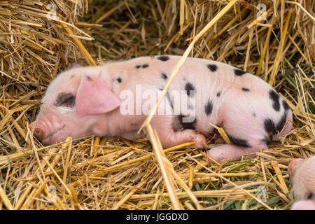 Oxford Sandy et Noir piglet endormi. Quatre jours les porcs domestiques en plein air, avec des taches noires sur la peau rose Banque D'Images