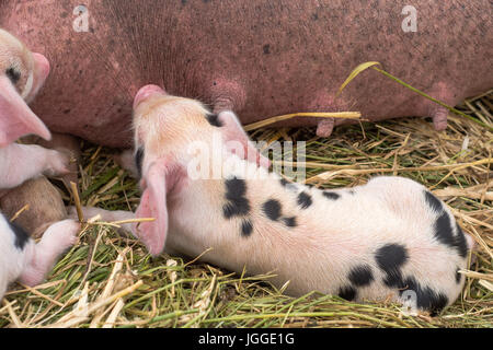 Oxford Sandy et Noir piglet suckling mamelon. Quatre jours les porcs domestiques en plein air, avec des taches noires sur la peau rose Banque D'Images