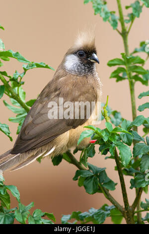 Speckled Mousebird (Colius striatus) perché sur branche, Kenya Banque D'Images