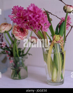 Jacinthes roses dans des vases en verre Banque D'Images