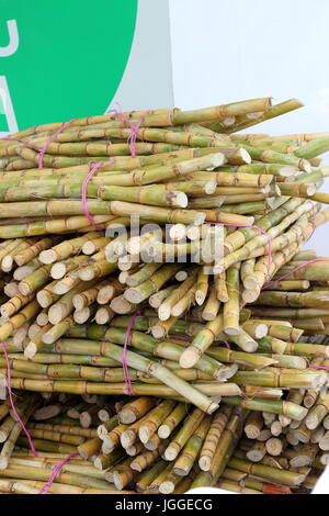 Pile de canne à sucre fraîchement récolté Banque D'Images