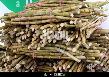 Pile de canne à sucre fraîchement récolté Banque D'Images