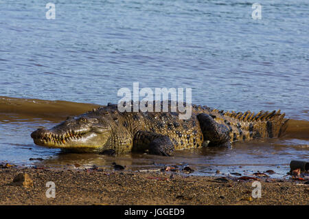 Saltwater crocodile énorme image prise dans l'Île de Coiba au Panama Banque D'Images
