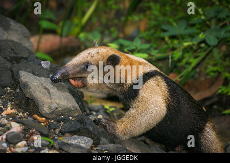 La faune Tamandua du nord image prise au Panama Banque D'Images