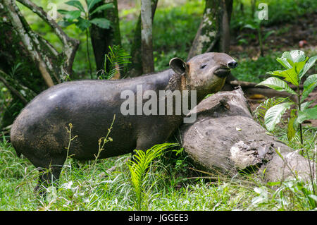 Tapir d'Amérique centrale ou de la faune tapir de Baird image prise au Panama Banque D'Images