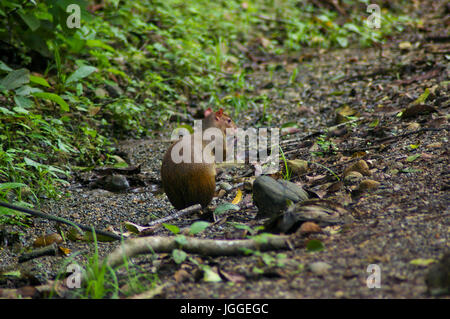 Agouti d'Amérique centrale le long de la route du pipeline de la faune image prise au Panama Banque D'Images