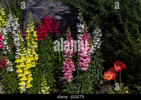 Delphinium, fleurs en fleur, Heitz Wine Cellars, Saint Helena, Napa Valley, Comté de Napa, California, United States Banque D'Images