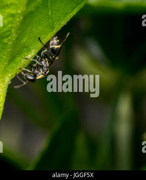 Guêpe noire et jaune sur une feuille d'arbre d'errance Banque D'Images