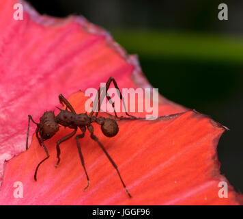 Grand ant manger une fleur rouge Banque D'Images