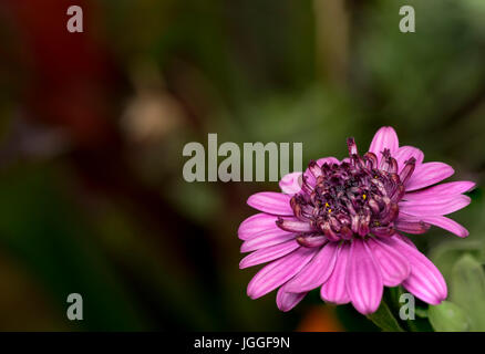 Petit pourpre dans un jardin Banque D'Images