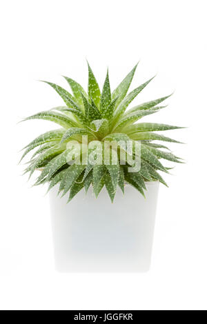 Aloe vera plante succulentes dans un pot isolé sur fond blanc Banque D'Images