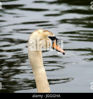 Libre de la tête et du cou des mâles adultes de mute swan (Cygnus olor) avec bouton noir bill montrant, UK Banque D'Images