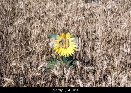 Seule la croissance de tournesol dans un champ de blé Banque D'Images