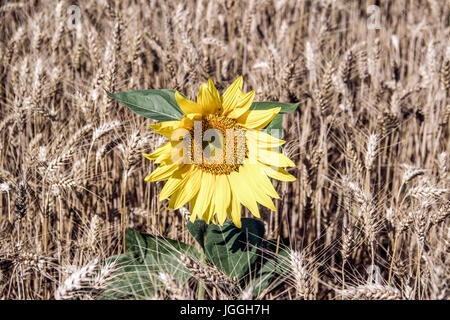 Seule la croissance de tournesol dans un champ de blé Banque D'Images