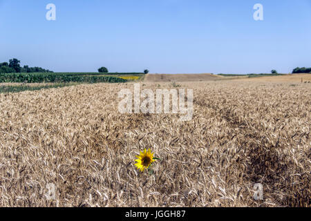 Seule la croissance de tournesol dans un champ de blé Banque D'Images