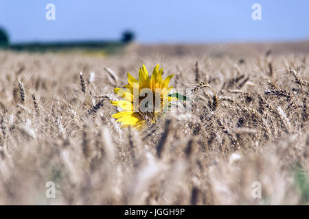 Seule la croissance de tournesol dans un champ de blé Banque D'Images