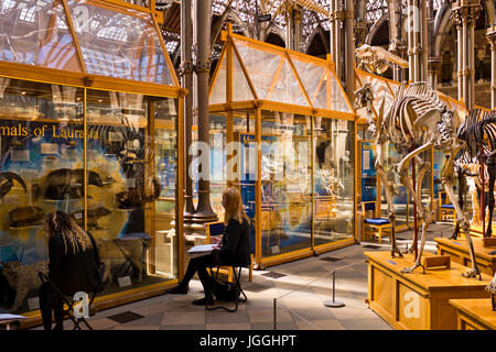 Musée d'Histoire Naturelle d'Oxford,l'humanité,,Géologie Zoologie,Oxford,Grat Britain Banque D'Images