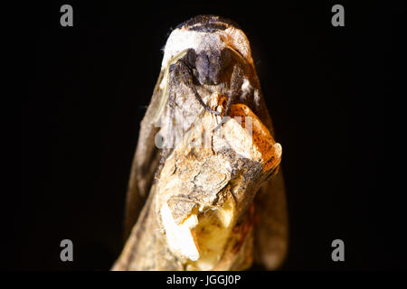 Privet hawk-moth (Sphinx ligustri) tête sur sur noir. La grande rousse papillon de la famille des Hylidés en péril sur le bois mort Banque D'Images