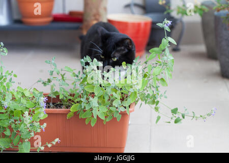 Close up de l'herbe chat mintor, vert herbe poussant dans un récipient et balades autour du chat noir Banque D'Images