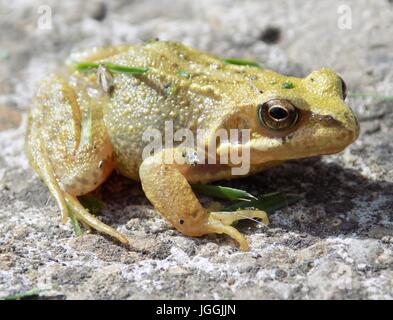 Petite grenouille jaune et marron assis sur une pierre au soleil. Banque D'Images