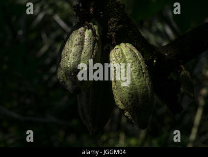 Du cacao avec la culture de fruits, de l'île de Bali, Indonésie, Munduk Banque D'Images