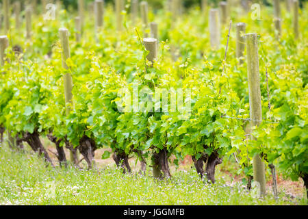 De plus en plus de vignobles luxuriants en lignes à la célèbre et primé Camel Valley vignoble situé près de Bodmin en Angleterre Banque D'Images