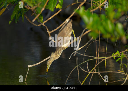 Paddybird ou Heron Indian Pond (Ardeola grayii) d'attente pour les poissons au Sri Lanka Banque D'Images