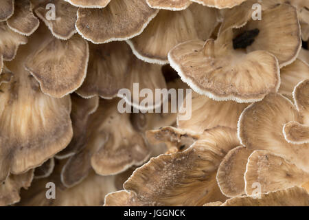 Poule des bois ; Grifola frondosa ; Close Up ; Chenil Vale ; Cornwall ; UK Banque D'Images