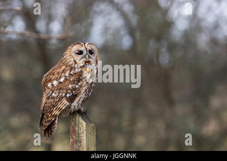 Chouette hulotte Strix Aluco enr. ; ; seul sur un post, Cornwall, UK Banque D'Images