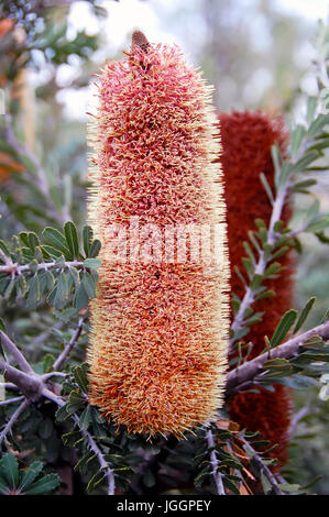 Banksia ericifolia, la lande-leaved Banksia), Banksia Banksia lanterne ou Heath fleur. Banque D'Images