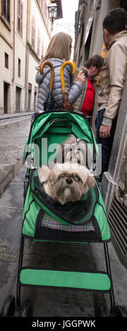 Deux chiens dans une poussette sur une rue Florence, Italie Banque D'Images