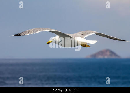 European herring gull, Seagull (Larus argentatus) voler dans l'été le long des rives de la mer Egée, près d'Athènes Grèce Banque D'Images