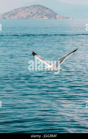 European herring gull, Seagull (Larus argentatus) voler dans l'été le long des rives de la mer Egée, près d'Athènes Grèce Banque D'Images