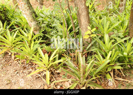 Les feuilles, de broméliacées, nid, Parc 2016 Ecológico Quedas do Rio Bonito, Lavras, Minas Gerais, Brésil. Banque D'Images