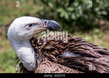 Rueppell's vautour fauve (Gyps rueppellii) Banque D'Images