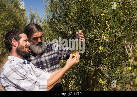 Les amis l'examen de l'huile d'olive dans ferme sur une journée ensoleillée Banque D'Images