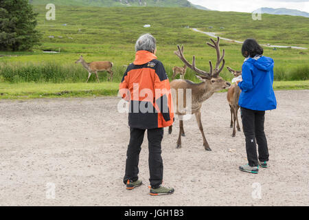 Les touristes asiatiques et red deer à Kings House Hotel, Glencoe, Ecosse, Royaume-Uni Banque D'Images