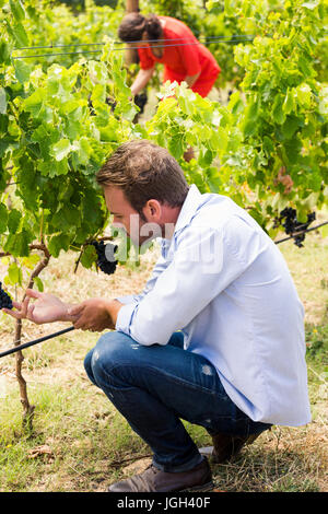 Jeune homme de toucher avec des raisins au vignoble woman in background Banque D'Images