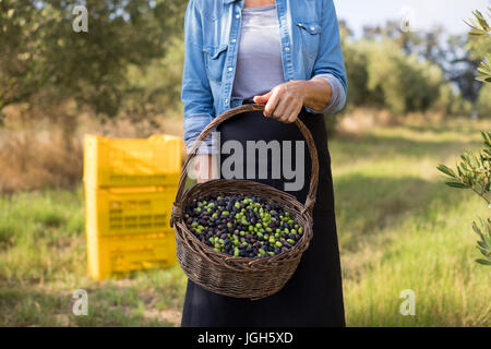 Mid section of woman holding olives récoltées dans panier lors d'une journée ensoleillée Banque D'Images