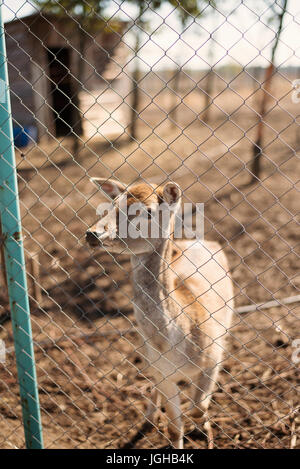 Cerfs dans zoo Banque D'Images