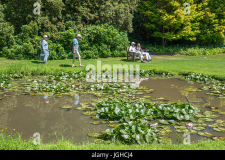 L'Angleterre, Surrey, Savill Gardens, le sous-Bois Banque D'Images