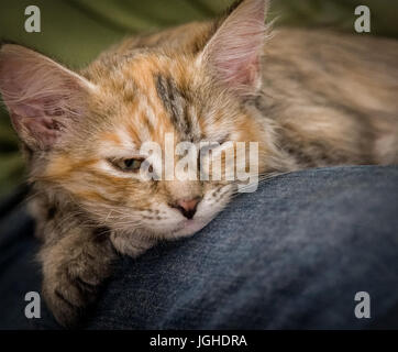 Un chaton de couleur trois dormir sur une couverture de fourrure Banque D'Images