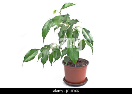 Ficus benjamin en pot isolated on white Banque D'Images