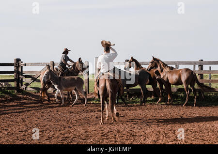 MATO GROSSO DO SUL, BRÉSIL - le 19 avril 2017 : la gestion des Cowboys les animaux de ferme dans un corral. Banque D'Images