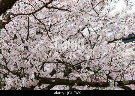 Les fleurs de cerisier en pleine broom au Japon. Close up de fleurs sur les branches. Banque D'Images