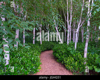 Himalayan bouleaux Betula utilis var. jacquemontii Banque D'Images