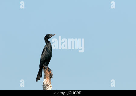 Petit-biguá, Turdus niger (Vieillot's Cormoran) Thaïlande Petit Cormoran (Phalacrocorax niger), Thaïlande // Cormoran de Vieillot Banque D'Images