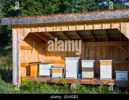 L'apiculture en ruches , hangar ouvert sur mesure Banque D'Images